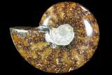 Polished, Agatized Ammonite (Cleoniceras) - Madagascar #88113-1